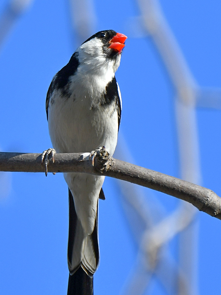 Whydah3.jpg