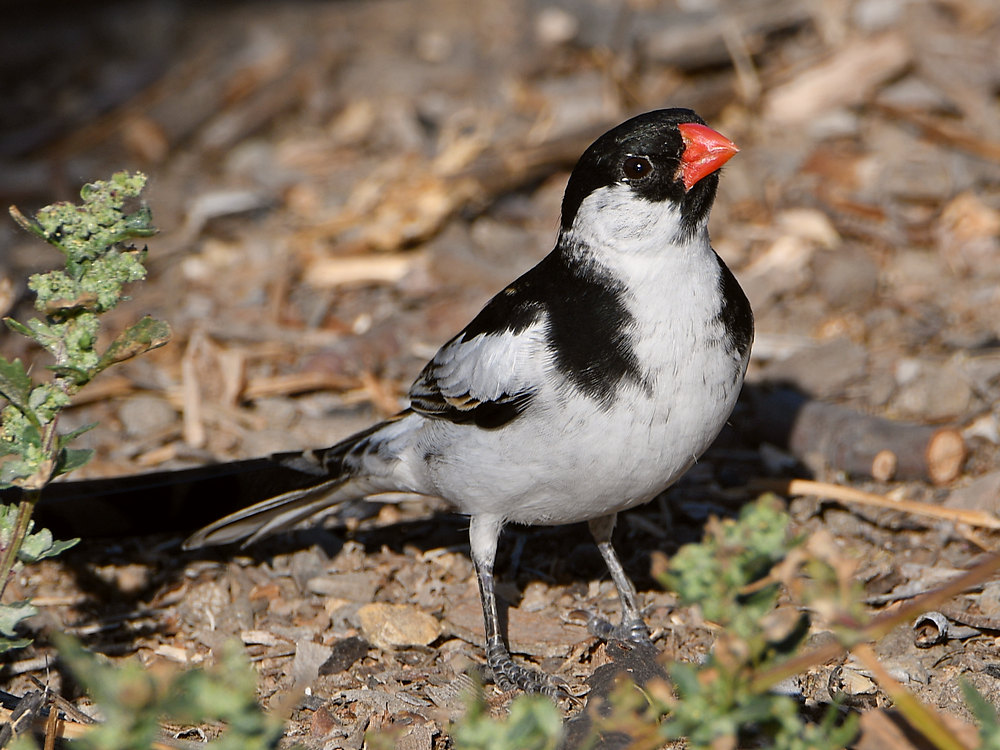 Whydah3.jpg