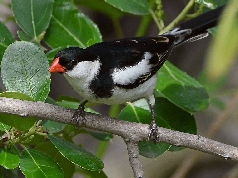 Whydah3.jpg