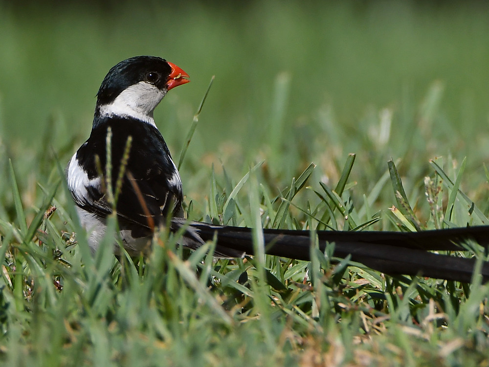 Whydah3.jpg