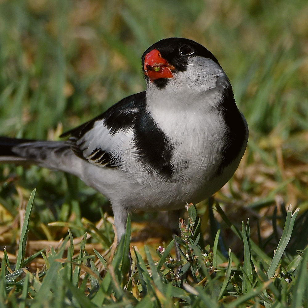Whydah3.jpg