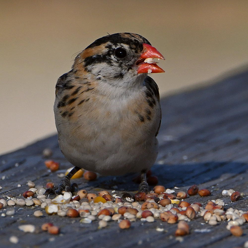 Whydah3.jpg