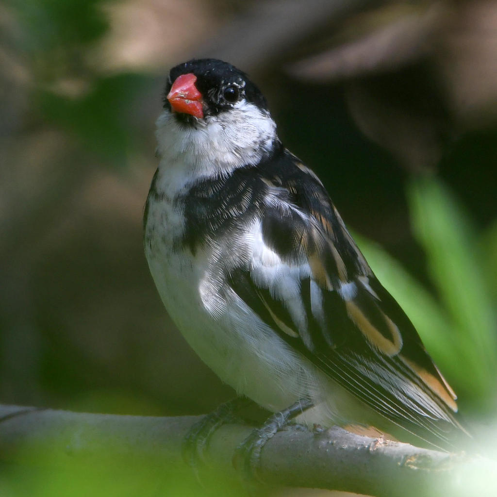 Whydah3.jpg