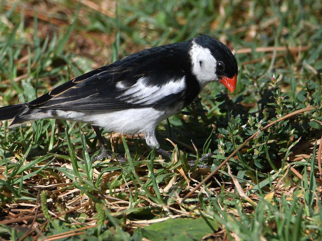Whydah3.jpg