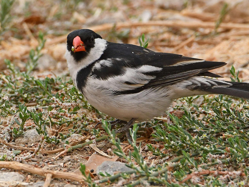 Whydah3.jpg