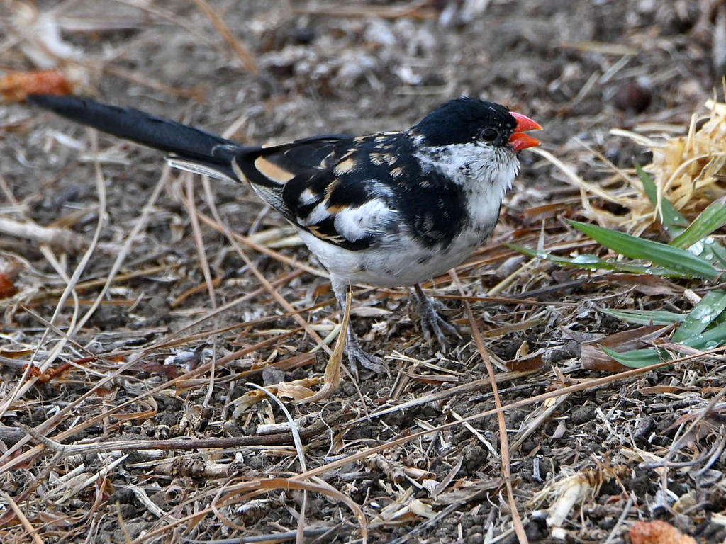 Whydah3.jpg