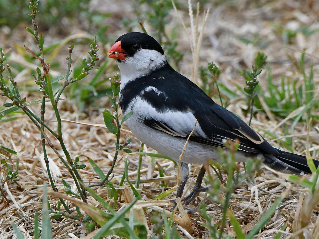 Whydah3.jpg