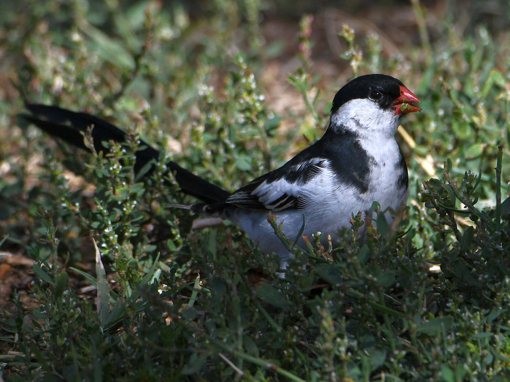 Whydah3.jpg