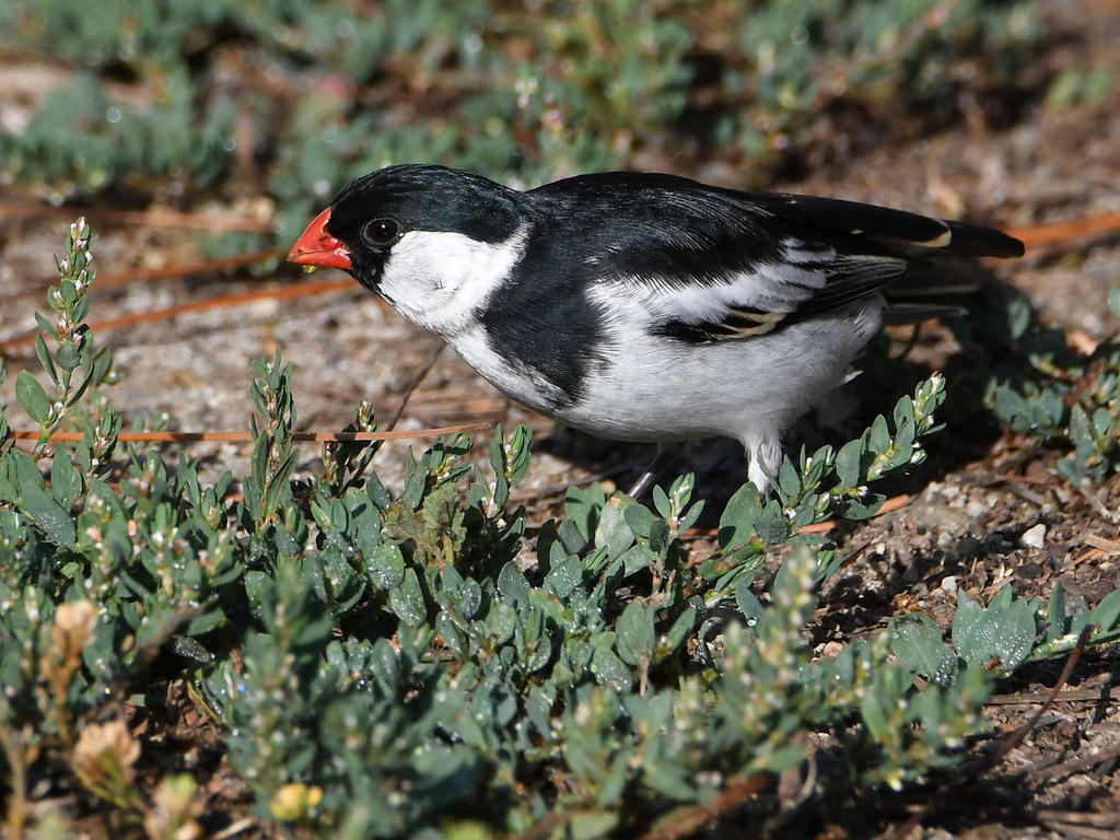 Whydah3.jpg