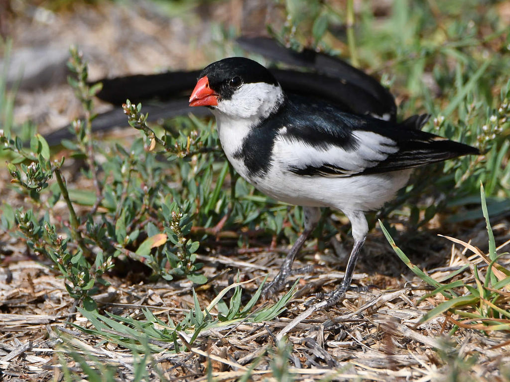 Whydah3.jpg