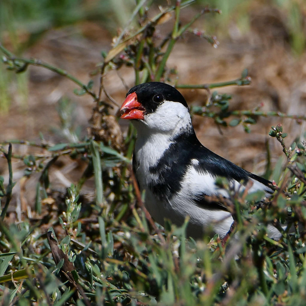 Whydah3.jpg