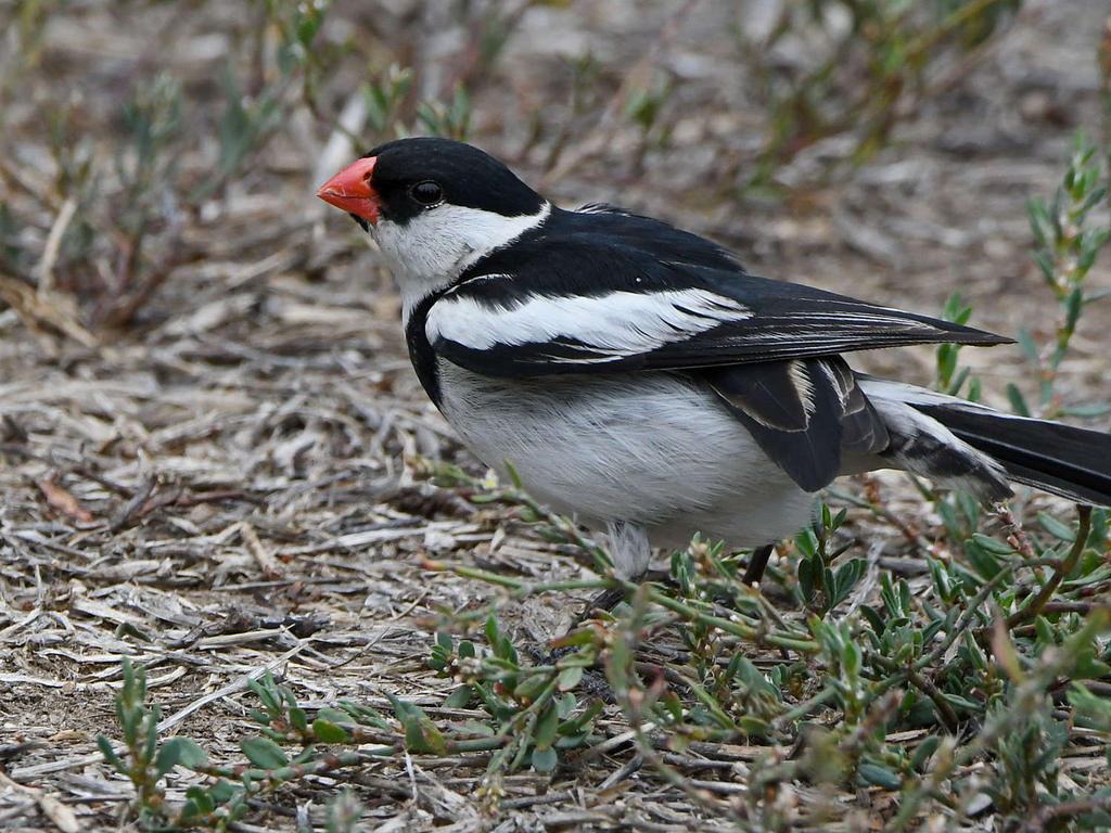Whydah3.jpg