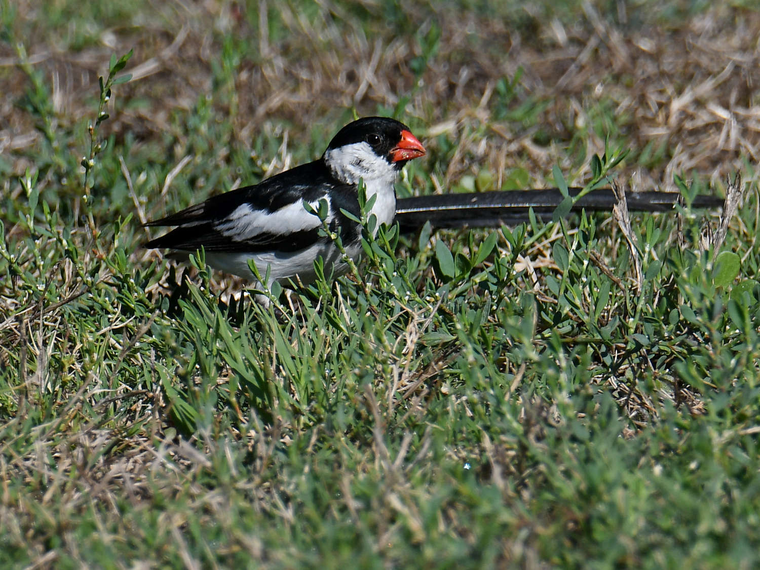 Whydah3.jpg