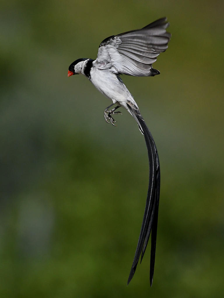 Whydah36.jpg