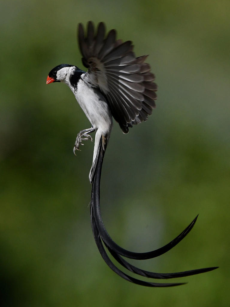 Whydah38.jpg