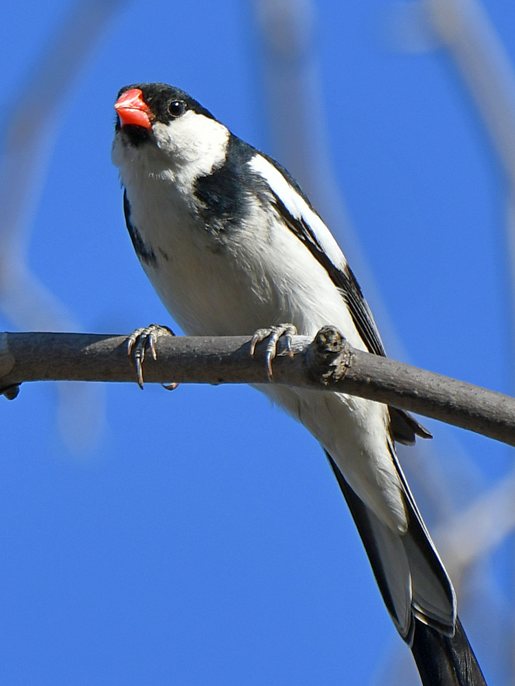 Whydah4.jpg