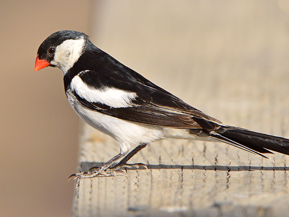 Whydah4.jpg