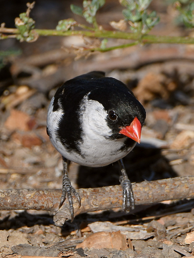 Whydah4.jpg