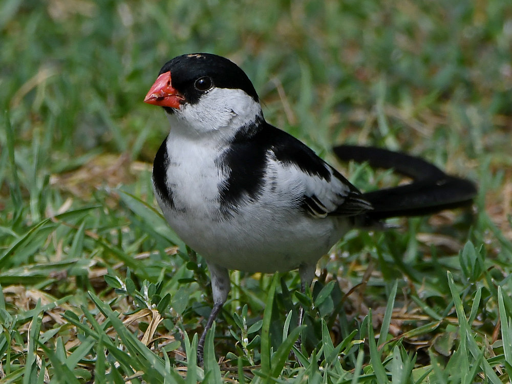 Whydah4.jpg