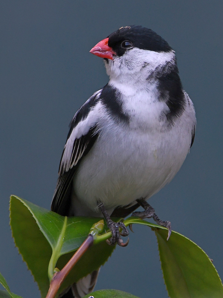 Whydah4.jpg