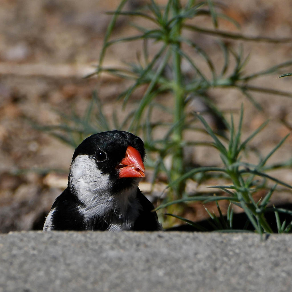 Whydah4.jpg