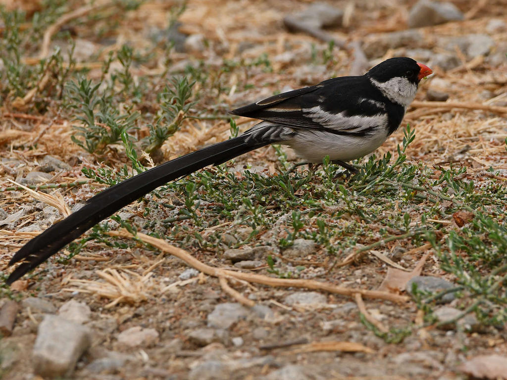 Whydah4.jpg