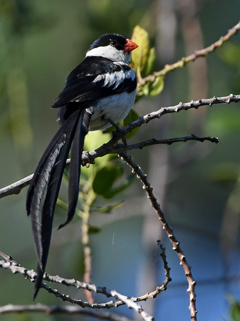Whydah4.jpg