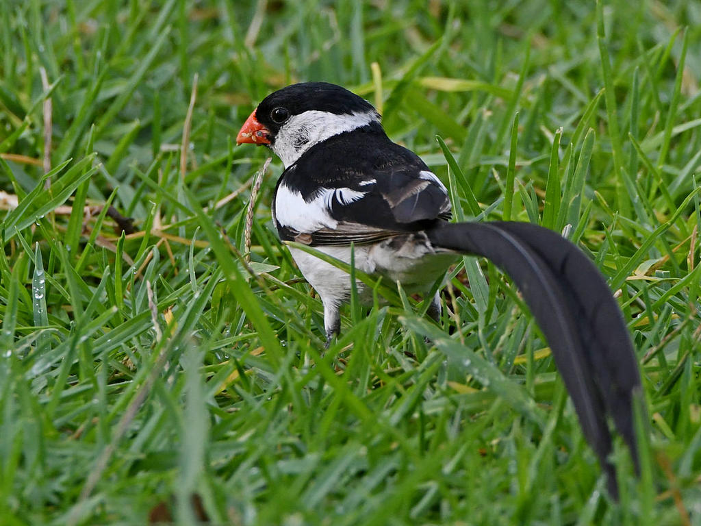 Whydah4.jpg