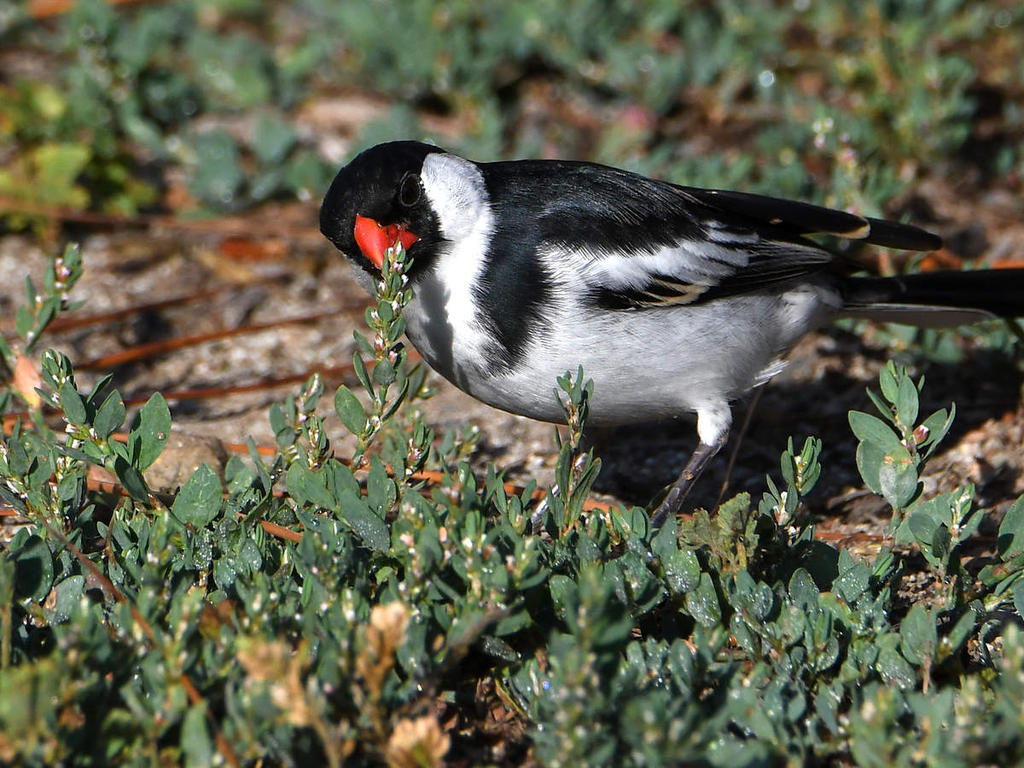 Whydah4.jpg