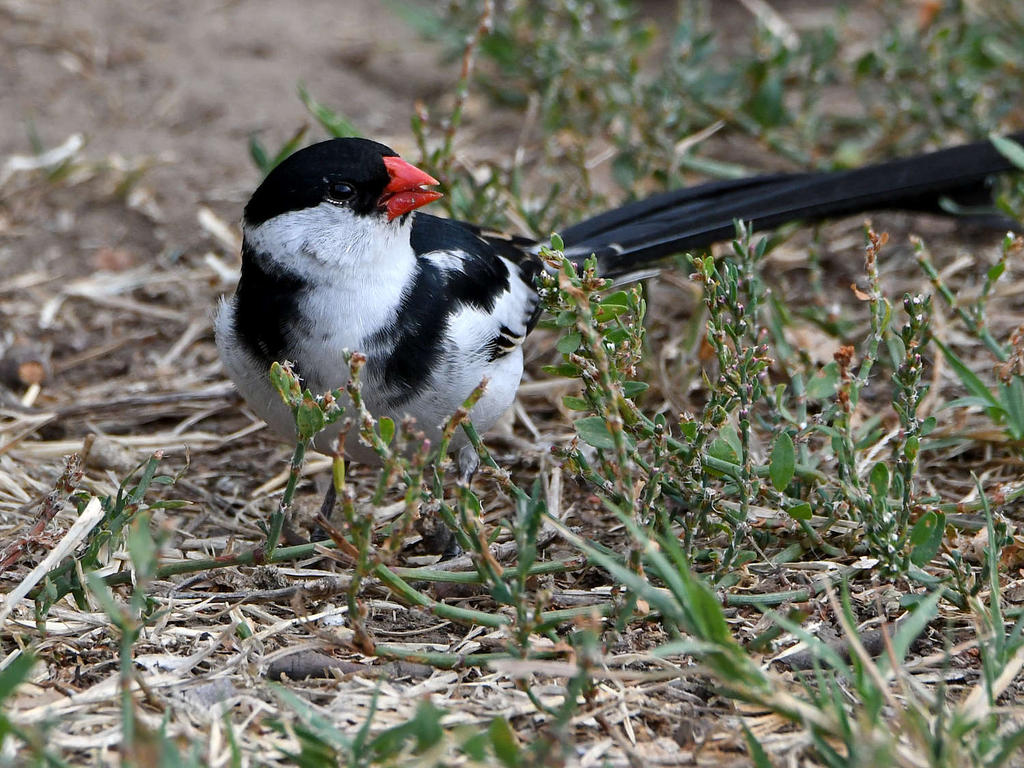 Whydah4.jpg