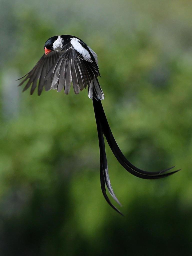 Whydah47.jpg