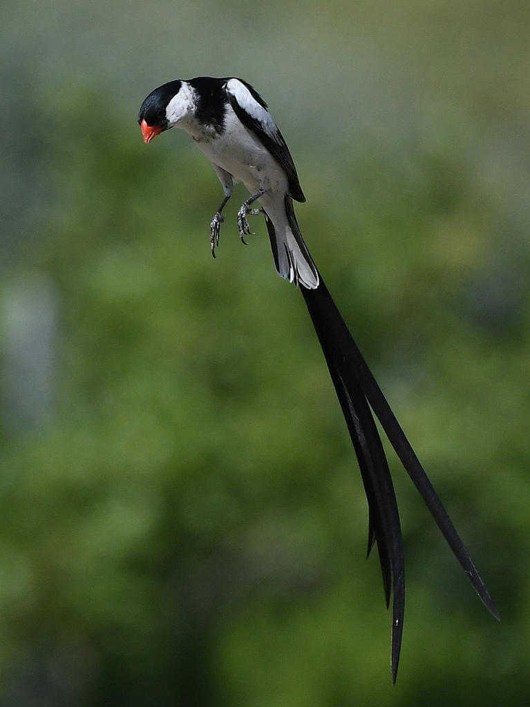 Whydah48.jpg