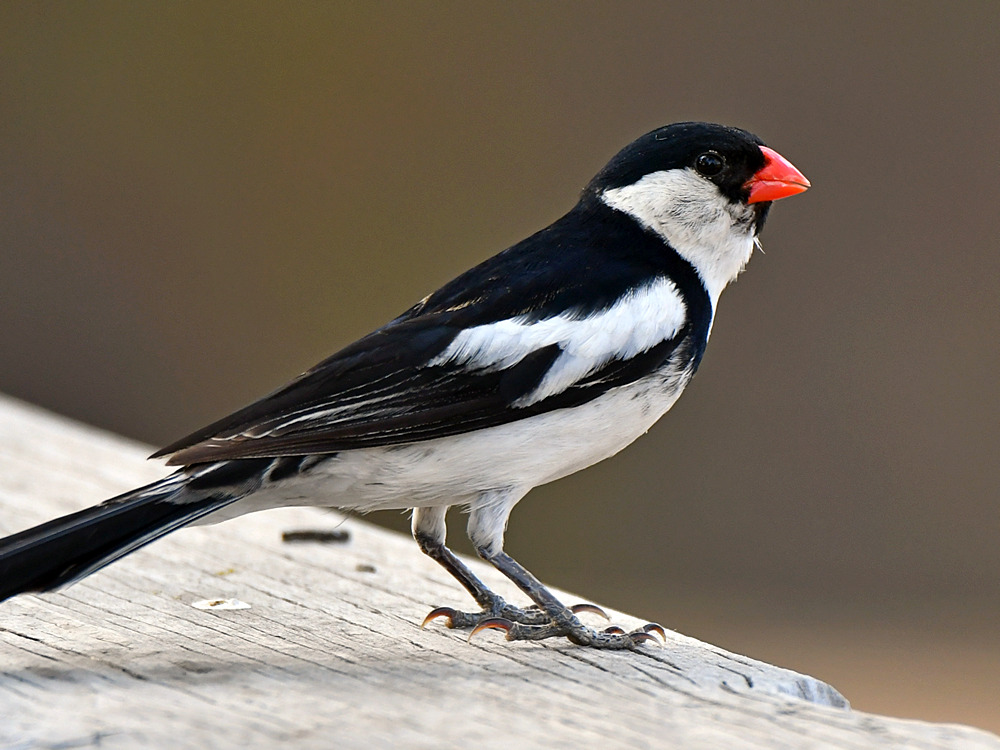 Whydah5.jpg
