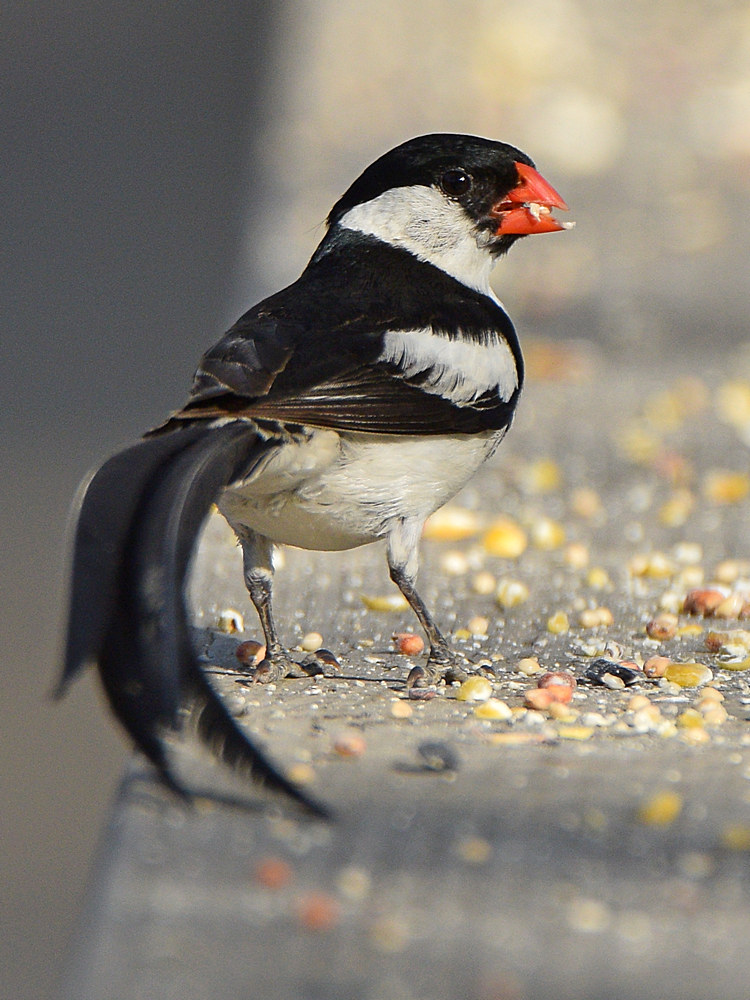 Whydah5.jpg