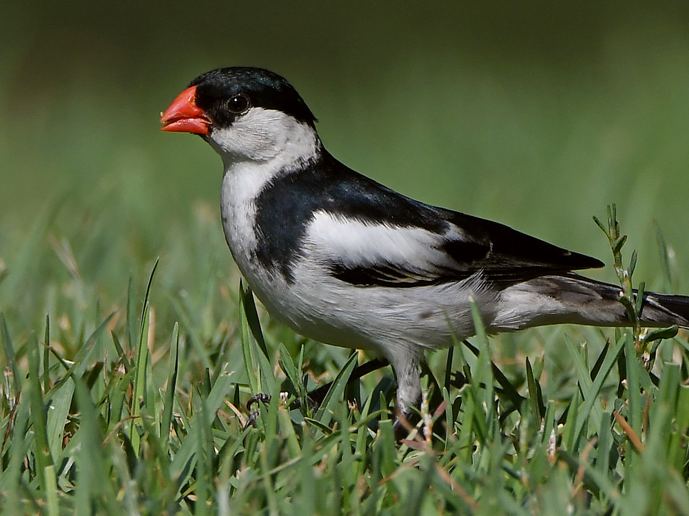 Whydah5.jpg