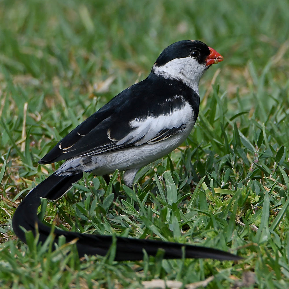Whydah5.jpg