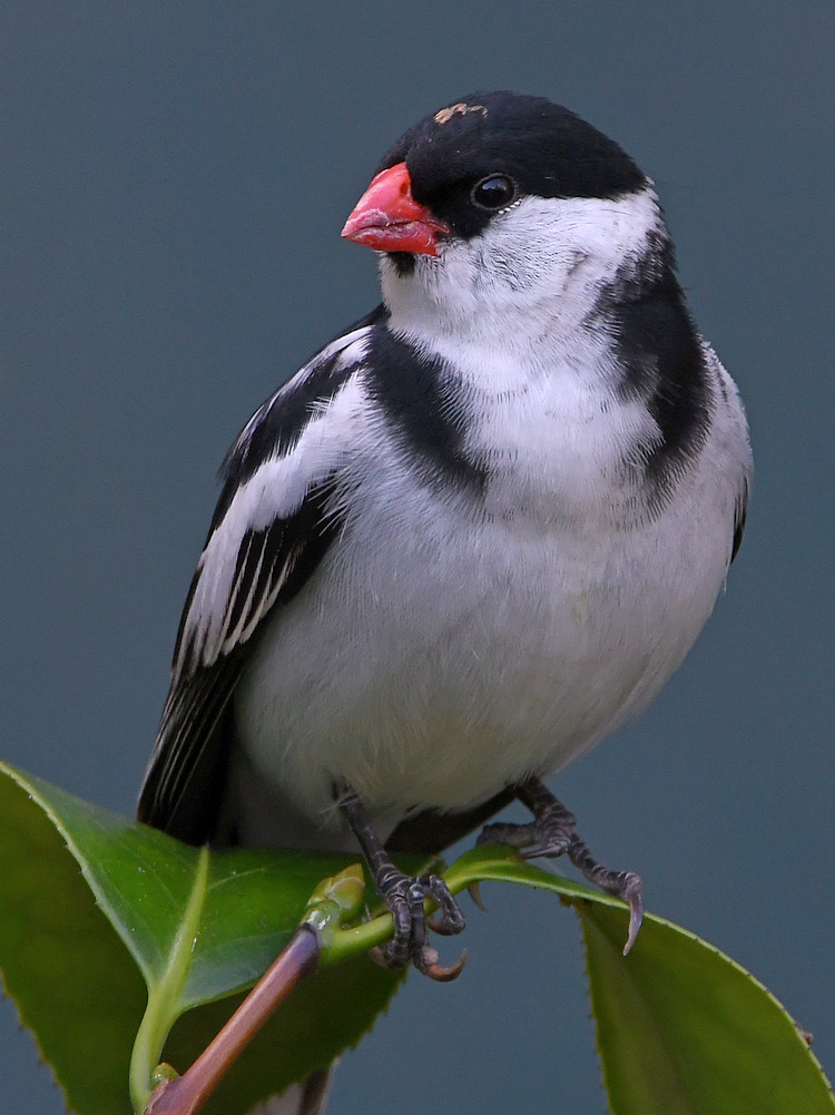 Whydah5.jpg
