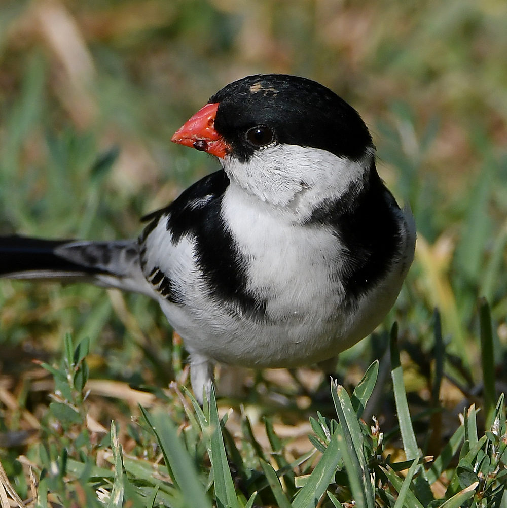 Whydah5.jpg