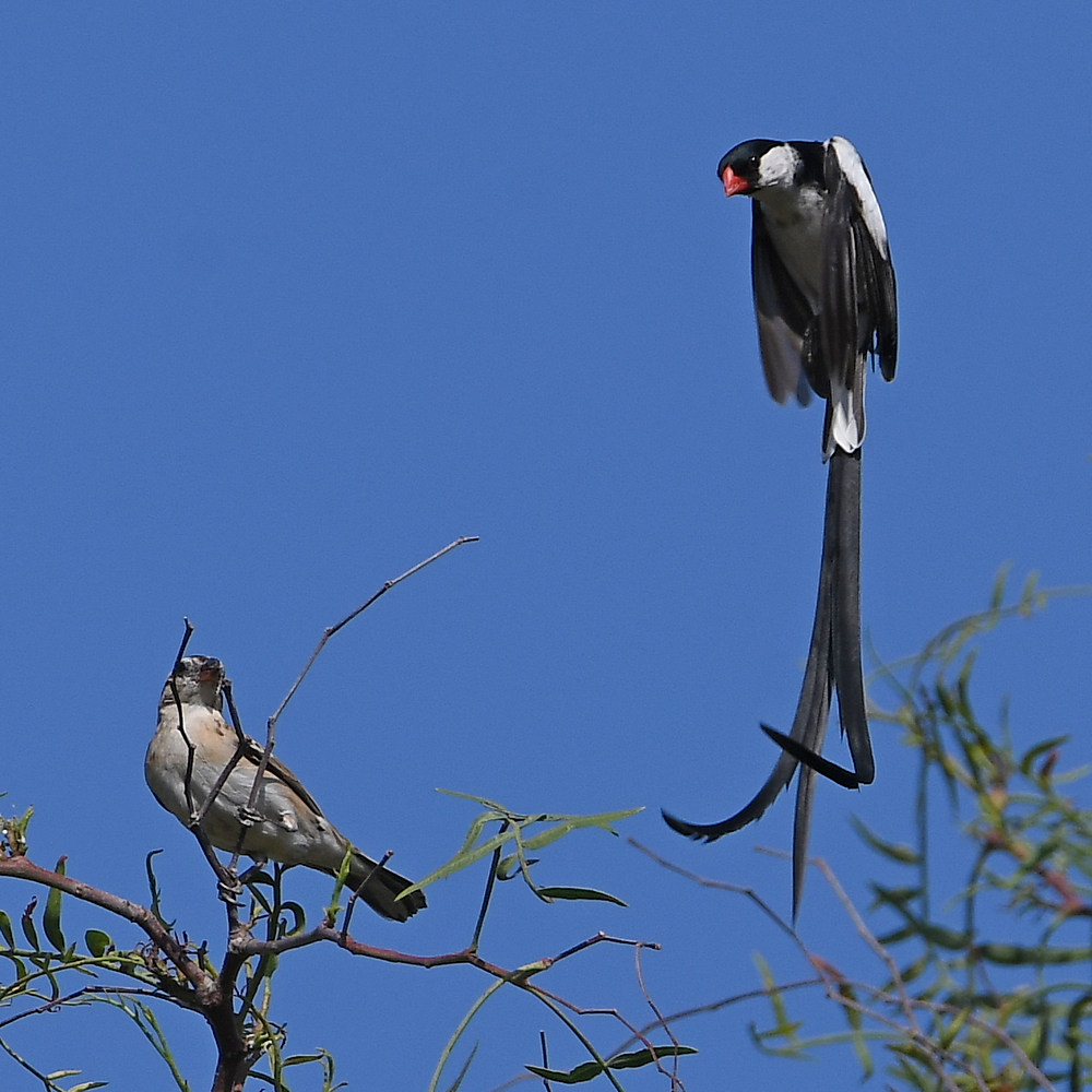 Whydah5.jpg
