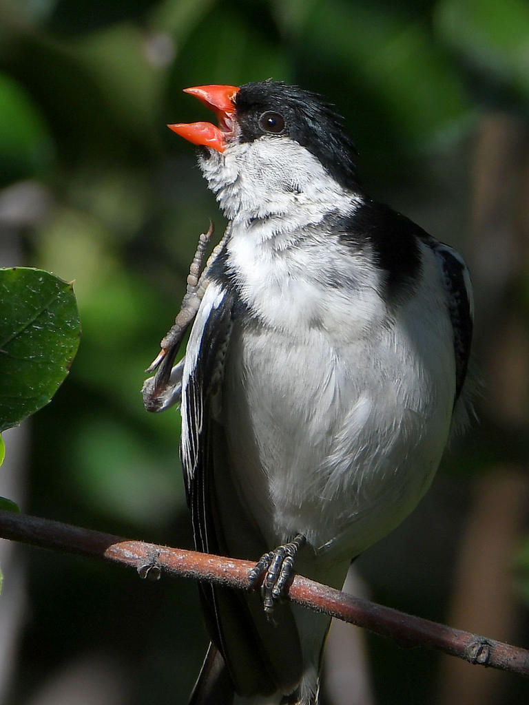 Whydah5.jpg