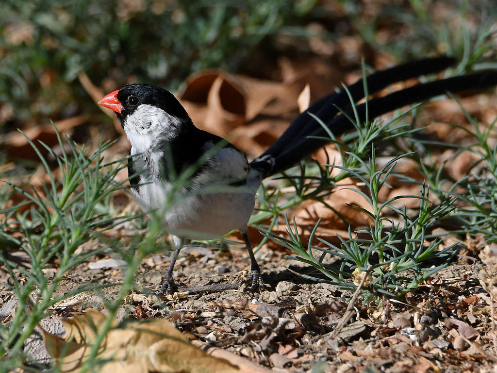Whydah5.jpg