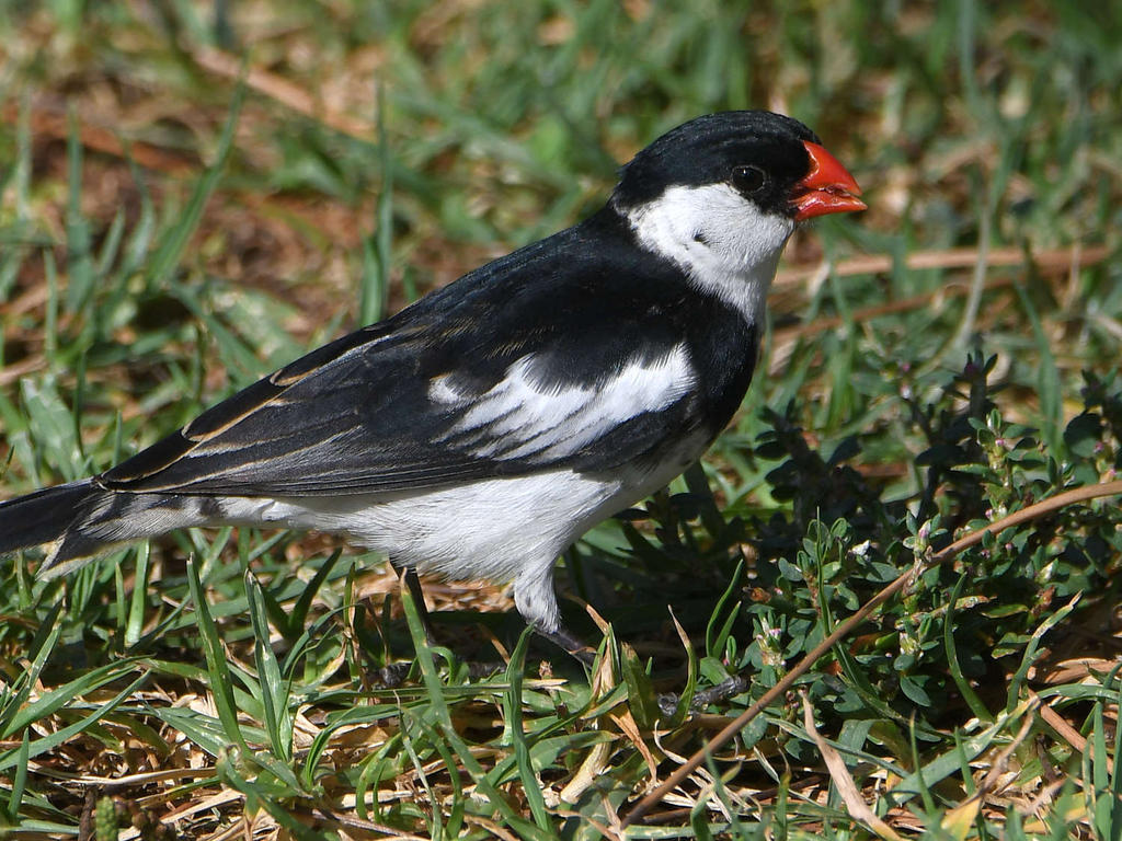Whydah5.jpg