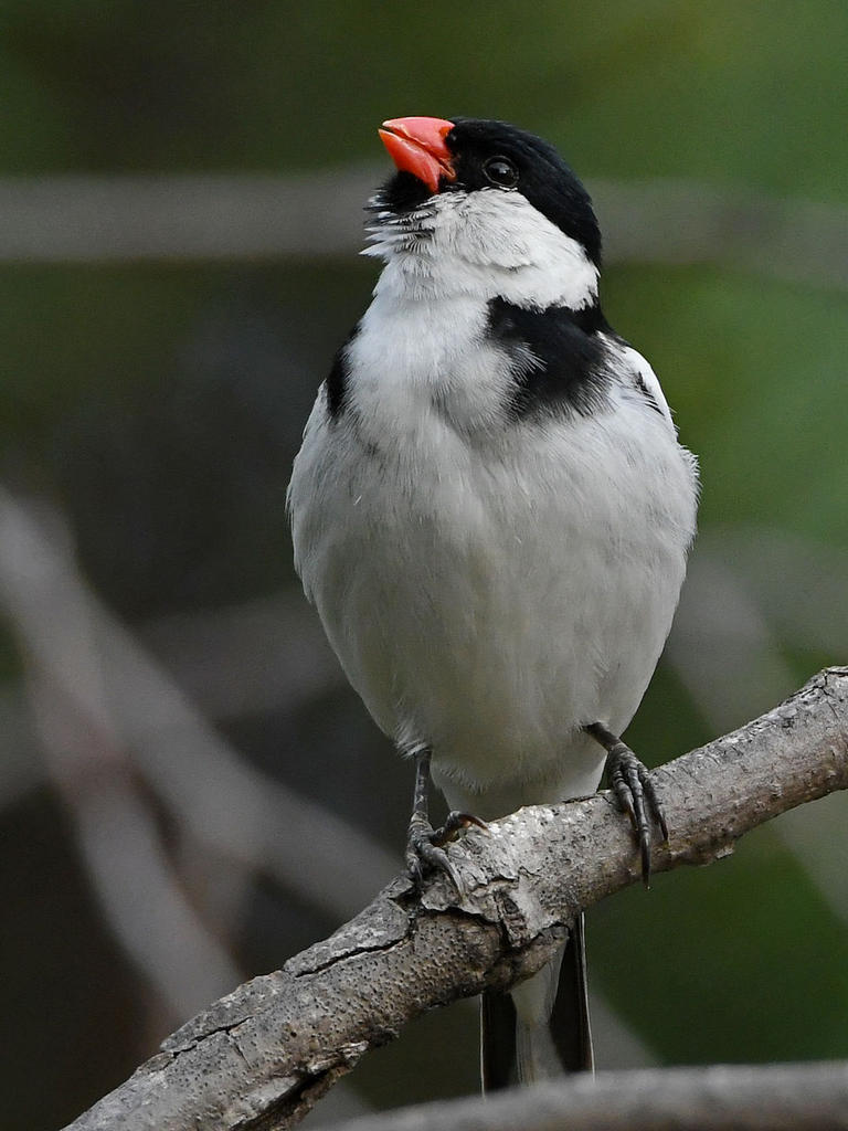 Whydah5.jpg