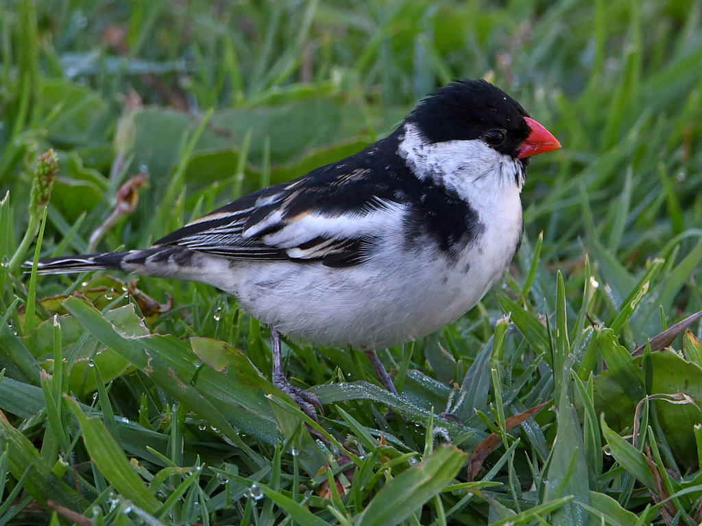 Whydah5.jpg