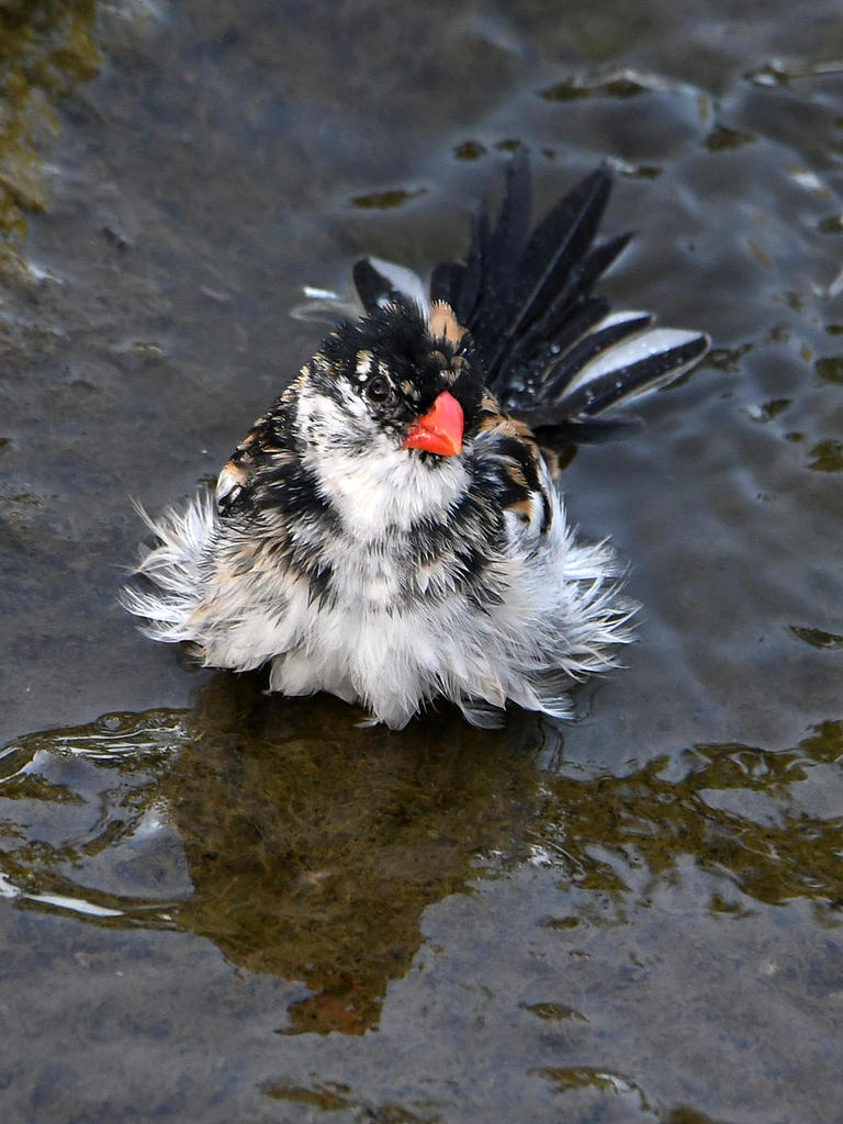 Whydah5.jpg
