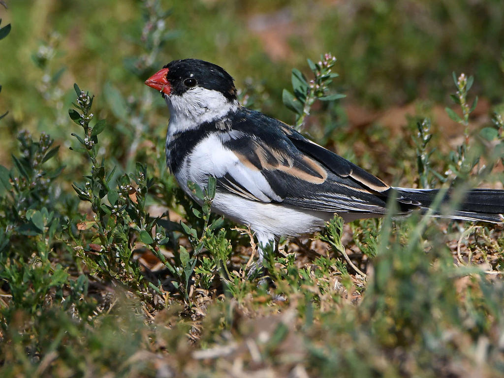 Whydah5.jpg