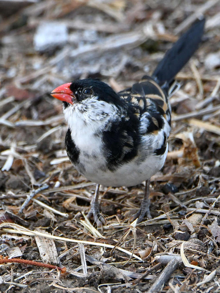 Whydah5.jpg