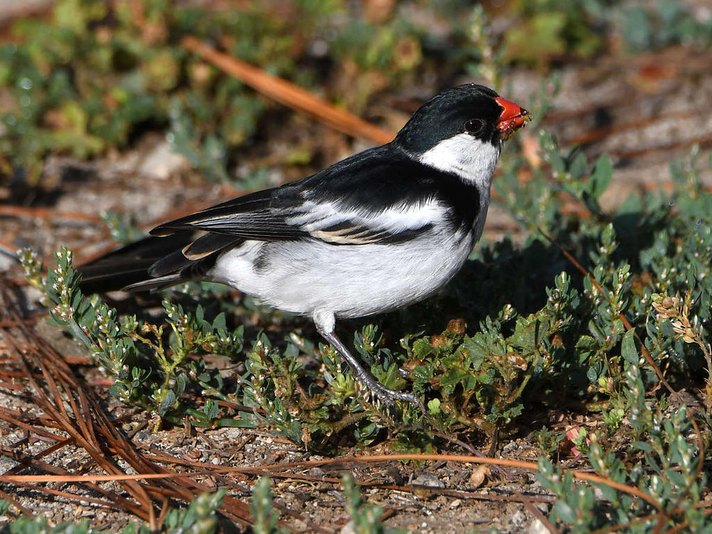 Whydah5.jpg