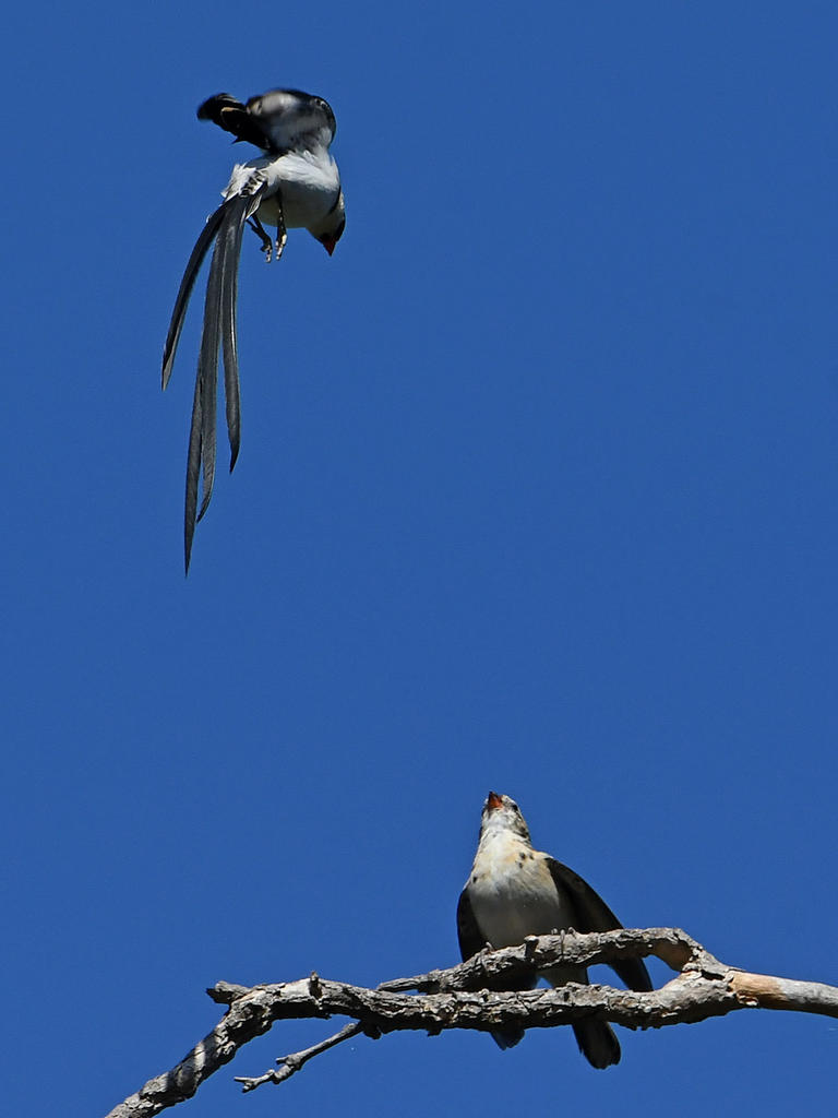 Whydah5.jpg