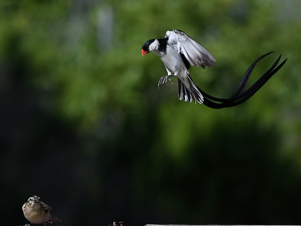 Whydah50.jpg